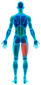 Hologram of the body from behind with the right hamstring lit red.